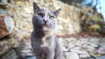 A cute happy grey tabby kitten lies and rests on the floor of the park in the rays of sunlight, looks at the camera, wiggles its ears and enjoys the morning sun. video