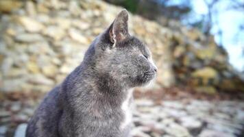 A cute happy grey tabby kitten lies and rests on the floor of the park in the rays of sunlight, looks at the camera, wiggles its ears and enjoys the morning sun. video