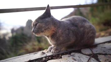 A cute happy grey tabby kitten lies and rests on the floor of the park in the rays of sunlight, looks at the camera, wiggles its ears and enjoys the morning sun. video