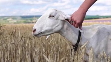 vrouw liefkozingen de oor van een wit geit in een veld- van tarwe video