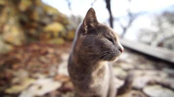 A cute happy grey tabby kitten lies and rests on the floor of the park in the rays of sunlight, looks at the camera, wiggles its ears and enjoys the morning sun. video