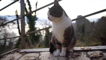 A cute happy grey tabby kitten lies and rests on the floor of the park in the rays of sunlight, looks at the camera, wiggles its ears and enjoys the morning sun. video