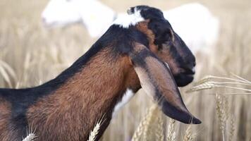 Brown goat grazing on wheat in the field, rural farm animal scene, countryside. Slow motion, close up video