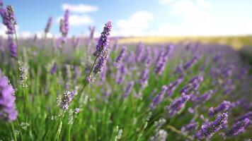 Lavender fields with fragrant purple flowers bloom at sunset. Lush lavender bushes in endless rows. Organic Lavender Oil Production in Europe. Garden aromatherapy. Slow motion, close up video