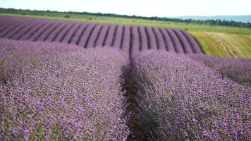 lavanda i campi con fragrante viola fiori fioritura a tramonto. lussureggiante lavanda cespugli nel infinito righe. biologico lavanda olio produzione nel Europa. giardino aromaterapia. lento movimento, vicino su video