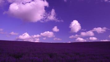 lavanda Campos com perfumado roxa flores flor às pôr do sol. exuberante lavanda arbustos dentro sem fim linhas. orgânico lavanda óleo Produção dentro Europa. jardim aromaterapia. lento movimento, fechar acima video