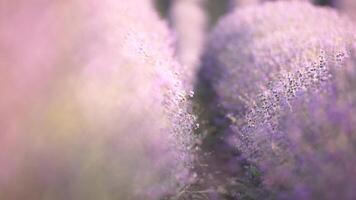 lavanda campos con fragante púrpura flores floración a puesta de sol. lozano lavanda arbustos en interminable filas orgánico lavanda petróleo producción en Europa. jardín aromaterapia lento movimiento, cerca arriba video