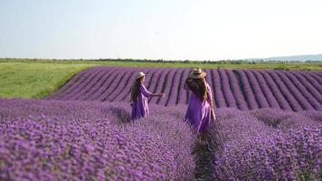 Lavender, field, walking - Two lady in violet dress, traverse purple blossoms, vast open space, daylight, nature beauty. Mother and daughter hand-in-hand move amidst purple flora, expansive rural area video