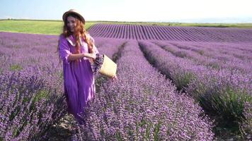 Lavendel, Feld, Gehen - - zwei Dame im violett Kleid, Traverse lila Blüten, riesig öffnen Raum, Tageslicht, Natur Schönheit. Mutter und Tochter Hand in Hand Bewegung inmitten lila Flora, expansiv ländlich Bereich video