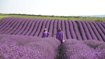 lavanda, campo, caminando - dos dama en Violeta vestido, atravesar púrpura flores, vasto abierto espacio, luz, naturaleza belleza. madre y hija mano a mano moverse en medio de púrpura flora, expansivo rural zona video