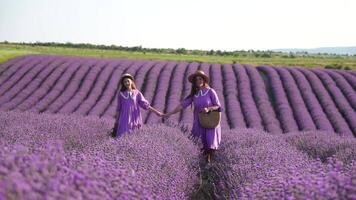 Lavender, field, walking - Two lady in violet dress, traverse purple blossoms, vast open space, daylight, nature beauty. Mother and daughter hand-in-hand move amidst purple flora, expansive rural area video