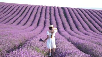 femme dans lavande champ - content Dame dans chapeau jouit ensoleillé jour, errant dans lavande champ, apprécier la nature. fille marcher au milieu de lavande fleurs, vaste champ pendant coucher de soleil, capturer la nature beauté. video