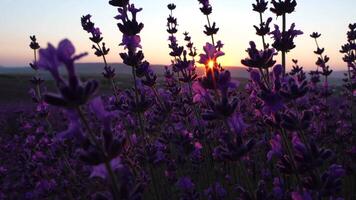 Blooming lavender in a field at sunset. Provence, France. Close up. Selective focus. Lavender flower spring background with beautiful purple colors and bokeh lights. video