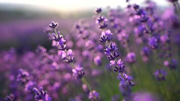 florescendo lavanda dentro uma campo às pôr do sol. Provença, França. fechar acima. seletivo foco. lavanda flor Primavera fundo com lindo roxa cores e bokeh luzes. video