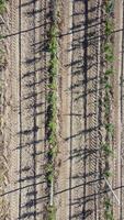Aerial Modern Garden. Vertical view of an apple orchard planted using modern gardening techniques. Rows of young, well-groomed trees, geometry of modern farms and organic farming practices. video