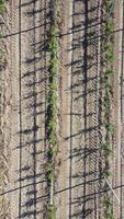 aéreo moderno jardim. vertical Visão do a maçã Pomar plantado usando moderno jardinagem técnicas. linhas do jovem, bem cuidado árvores, geometria do moderno fazendas e orgânico agricultura práticas. video