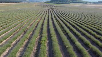 Aerial Lavender fields. Endless rows of blooming lavender fields on summer sunset time. Lavender Oil Production. Field with lavender rows. Aromatherapy. Relax. video