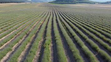 aéreo lavanda campos. interminable filas de floreciente lavanda campos en verano puesta de sol tiempo. lavanda petróleo producción. campo con lavanda filas aromaterapia relajarse. video