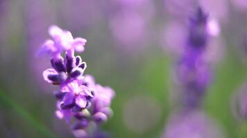 floreciente lavanda en un campo a puesta de sol. provenza, Francia. cerca arriba. selectivo enfocar. lento movimiento. lavanda flor primavera antecedentes con hermosa púrpura colores y bokeh luces. video