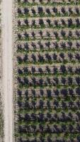 Aerial Modern Garden. Vertical view of an apple orchard planted using modern gardening techniques. Rows of young, well-groomed trees, geometry of modern farms and organic farming practices. video