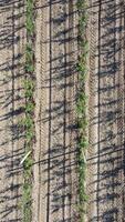 aereo moderno giardino. verticale Visualizza di un Mela frutteto piantato utilizzando moderno giardinaggio tecniche. righe di giovane, ben curato alberi, geometria di moderno aziende agricole e biologico agricoltura pratiche. video