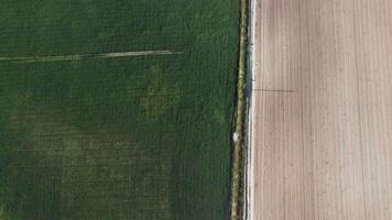 Aerial view on Green wheat field in countryside. Field of wheat blowing in the wind at sunny spring day. Ears of barley crop in nature. Agronomy, industry and food production. video