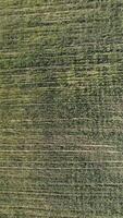 Aerial view on Green wheat field in countryside. Field of wheat blowing in the wind at sunny spring day. Ears of barley crop in nature. Agronomy, industry and food production. Vertical video