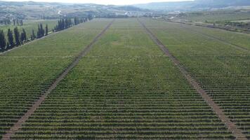 aereo moderno giardino. aereo superiore Visualizza di un Mela frutteto piantato utilizzando moderno giardinaggio tecniche. righe di giovane, ben curato alberi, geometria di moderno aziende agricole e biologico agricoltura pratiche. video