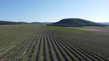 Aerial Lavender fields. Endless rows of blooming lavender fields on summer sunset time. Lavender Oil Production. Field with lavender rows. Aromatherapy. Relax. video