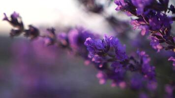 lavanda flor primavera antecedentes con hermosa púrpura colores y bokeh luces. floreciente lavanda en un campo a puesta de sol en provenza, Francia. cerca arriba. selectivo enfocar. lento movimiento. video