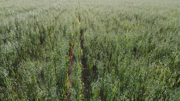 aereo Visualizza su verde Grano avena nel campagna. campo di Grano soffiaggio nel il vento a soleggiato primavera giorno. orecchie di orzo Ritaglia nel natura. agronomia, industria e cibo produzione. video