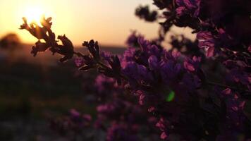 lavendel- blomma vår bakgrund med skön lila färger och bokeh lampor. blomning lavendel- i en fält på solnedgång i provence, Frankrike. stänga upp. selektiv fokus. långsam rörelse. video