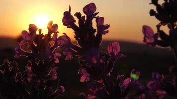 lavendel- blomma vår bakgrund med skön lila färger och bokeh lampor. blomning lavendel- i en fält på solnedgång i provence, Frankrike. stänga upp. selektiv fokus. långsam rörelse. video