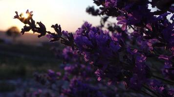 lavanda fiore primavera sfondo con bellissimo viola colori e bokeh luci. fioritura lavanda nel un' campo a tramonto nel Provenza, Francia. vicino su. selettivo messa a fuoco. lento movimento. video