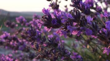 Lavendel Blume Frühling Hintergrund mit schön lila Farben und Bokeh Beleuchtung. Blühen Lavendel im ein Feld beim Sonnenuntergang im Provence, Frankreich. schließen hoch. selektiv Fokus. schleppend Bewegung. video