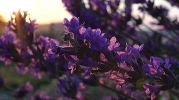 Lavendel Blume Frühling Hintergrund mit schön lila Farben und Bokeh Beleuchtung. Blühen Lavendel im ein Feld beim Sonnenuntergang im Provence, Frankreich. schließen hoch. selektiv Fokus. schleppend Bewegung. video