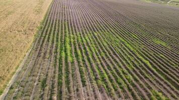 aéreo zangão Visão do uma trator colheita flores dentro uma lavanda campo. abstrato topo Visão do uma roxa lavanda campo durante colheita usando agrícola maquinaria. video