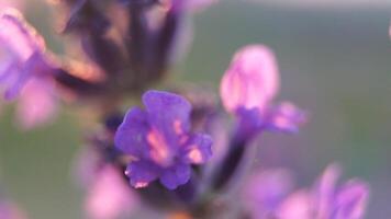 lavendel- blomma vår bakgrund med skön lila färger och bokeh lampor. blomning lavendel- i en fält på solnedgång i provence, Frankrike. stänga upp. selektiv fokus. långsam rörelse. video