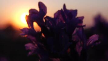 lavendel bloem voorjaar achtergrond met mooi Purper kleuren en bokeh lichten. bloeiend lavendel in een veld- Bij zonsondergang in Provence, Frankrijk. dichtbij omhoog. selectief focus. langzaam beweging. video