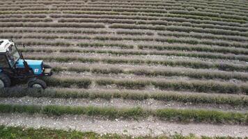 aereo fuco Visualizza di un' trattore raccolta fiori nel un' lavanda campo. astratto superiore Visualizza di un' viola lavanda campo durante raccolta utilizzando agricolo macchinari. video