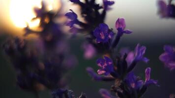 lavendel- blomma vår bakgrund med skön lila färger och bokeh lampor. blomning lavendel- i en fält på solnedgång i provence, Frankrike. stänga upp. selektiv fokus. långsam rörelse. video