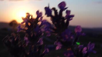 Lavendel Blume Frühling Hintergrund mit schön lila Farben und Bokeh Beleuchtung. Blühen Lavendel im ein Feld beim Sonnenuntergang im Provence, Frankreich. schließen hoch. selektiv Fokus. schleppend Bewegung. video