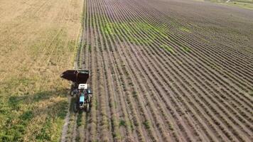 antenn Drönare se av en traktor skörd blommor i en lavendel- fält. abstrakt topp se av en lila lavendel- fält under skörd använder sig av jordbruks maskineri. video