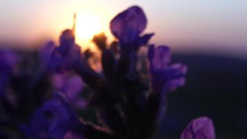 lavendel- blomma vår bakgrund med skön lila färger och bokeh lampor. blomning lavendel- i en fält på solnedgång i provence, Frankrike. stänga upp. selektiv fokus. långsam rörelse. video