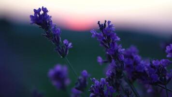 lavanda flor primavera antecedentes con hermosa púrpura colores y bokeh luces. floreciente lavanda en un campo a puesta de sol en provenza, Francia. cerca arriba. selectivo enfocar. lento movimiento. video