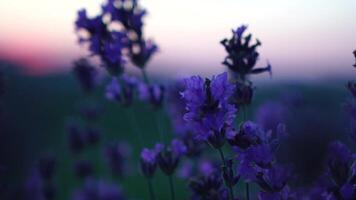 lavendel- blomma vår bakgrund med skön lila färger och bokeh lampor. blomning lavendel- i en fält på solnedgång i provence, Frankrike. stänga upp. selektiv fokus. långsam rörelse. video