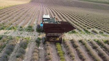 Aerial drone view of a tractor harvesting flowers in a lavender field. Abstract top view of a purple lavender field during harvesting using agricultural machinery. video