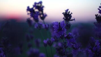 lavendel- blomma vår bakgrund med skön lila färger och bokeh lampor. blomning lavendel- i en fält på solnedgång i provence, Frankrike. stänga upp. selektiv fokus. långsam rörelse. video