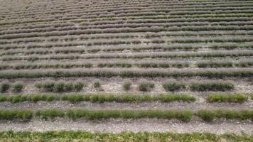 Aerial drone view of a tractor harvesting flowers in a lavender field. Abstract top view of a purple lavender field during harvesting using agricultural machinery. video