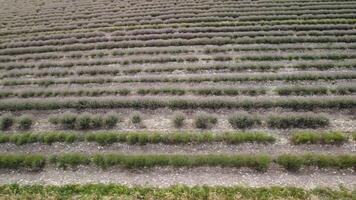 aereo fuco Visualizza di un' trattore raccolta fiori nel un' lavanda campo. astratto superiore Visualizza di un' viola lavanda campo durante raccolta utilizzando agricolo macchinari. video